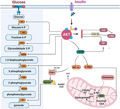 Revving the engine: PKB/AKT as a key regulator of cellular glucose metabolism